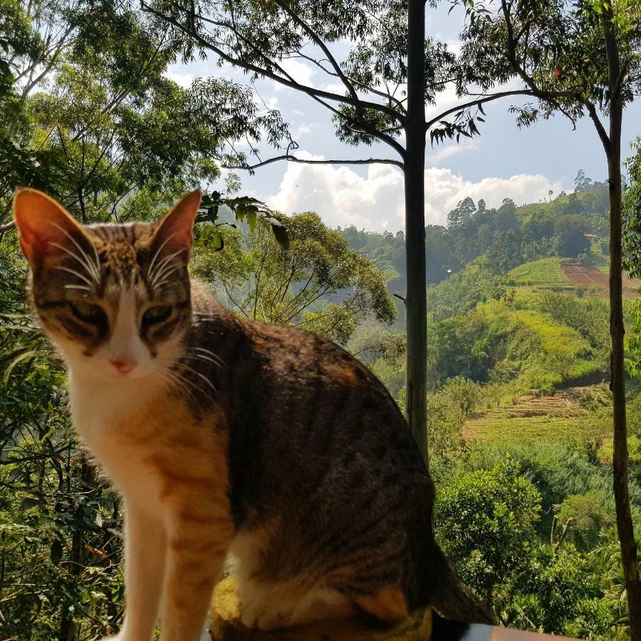 Waterfalls Homestay Ella Esterno foto